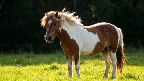 <p>It can______.</p>