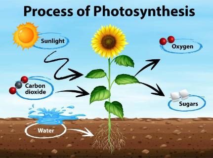 <p>植物中主要进行光合作用的是植物的&#xff08; &#xff09;</p>
