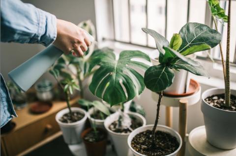 <p>Which gas do plants absorb during photosynthesis?</p>