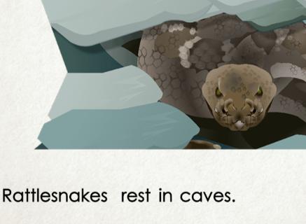 <p>Where do rattlesnakes rest in?</p>