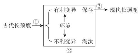 <p><strong>下列为某同学绘制的长颈鹿进化简图(如图)及相关阐述，你不认同的是(　　)</strong></p>