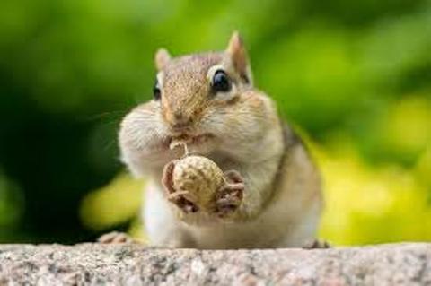 <p>Chipmunks have _______ in their cheeks.</p>