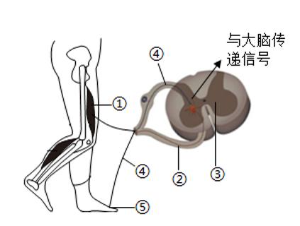 <p>我国科研团队实现全球首次通过脑脊接口技术让脊髓受损的瘫痪患者自主站立和迈步。脑脊接口技术是在患者脑部和脊髓特定区域植入电极芯片，让神经信号绕过受损的脊髓，巧妙搭建起脑部和脊髓间新的“信号桥”，从而精准刺激相应的神经，使患者控制大腿肌肉实现抬腿。如图为行走时的部分神经信号传递示意图。神经系统结构和功能的基本单位是</p>