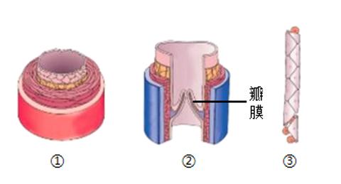 <p>下图是人体三种血管示意图，下列相关叙述错误的是（　　）</p>