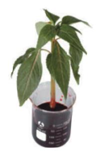 <p> 将一株凤仙花茎放入装有红色水的玻璃杯中&#xff08;如图&#xff09;&#xff0c;一天后&#xff0c;将风仙花的茎横切&#xff0c;会观察到&#xff08;    &#xff09;。 </p>