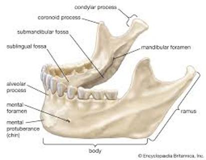 <p>This is a lower (  ) bone</p>