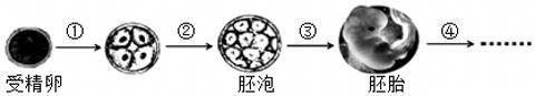 <p>如图是人体胚胎发育的部分阶段，相关叙述正确的是（　　）</p>
