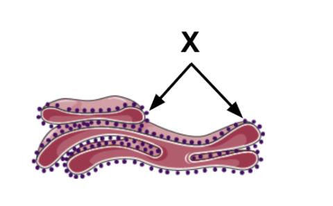 <p>The diagram represents a rough endoplasmic reticulum. Which of the following best describes the function of the structures labeled X?</p>