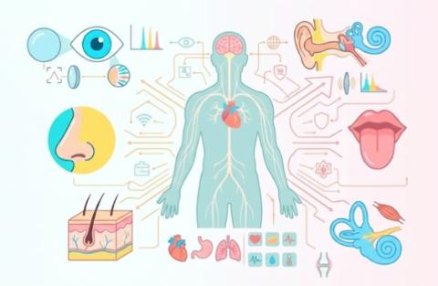 <p>人有多少种不同的感官？How many different senses do humans have?<span data-tex=""> </span></p>