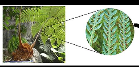 <p>14．金毛狗蕨起源于侏罗纪，是我国濒危保护植物，因其地上的根状茎酷似金毛狗的头而得名。下列有关金毛狗蕨的叙述不正确的是（       ）<span data-tex=""> </span></p>