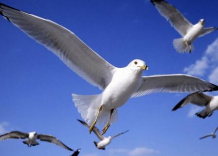 <p>Birds can fly with their ________.</p>