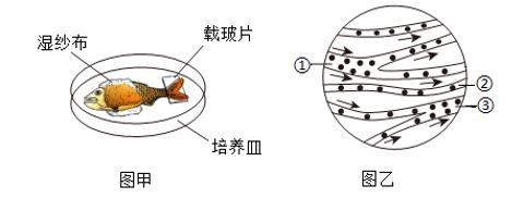 <p>如图甲为“观察小鱼尾鳍内的血液流动现象”的实验材料，图乙为显微镜下观察到的视野图像，①②③表示血管。下列叙述错误的是</p>