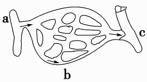 <p>17.如图表示身体内某部位的血管示意图，箭头表示血流方向。下列分析中错误的是(     )<span data-tex=""> </span></p>