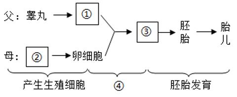 <p>图中④所指的过程及该过程发生的场所分别是</p>