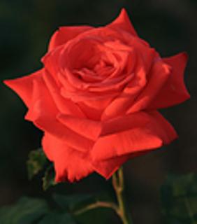 <p>所有的土壤都是由岩石风化形成的。</p>