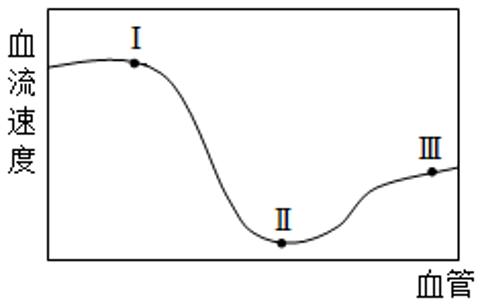 <p>如图所示，Ⅰ、Ⅱ、Ⅲ分别表示的血管是</p>