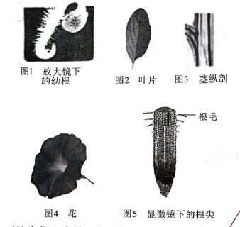<p>1.从图1中可见&#xff0c;成熟区显著特点是<u>       </u>&#xff0c;从而增大了吸水的表面积。2.从图5可见&#xff0c;成熟区内部出现了<u>       </u>&#xff0c;能够及时运走吸收的水分&#xff0c;从而使成熟区能持续不断地吸水。</p>