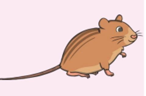 <p>What animal is it?</p>