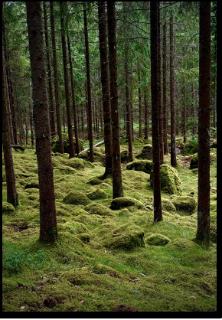 <p>What do you know about the forest?</p>