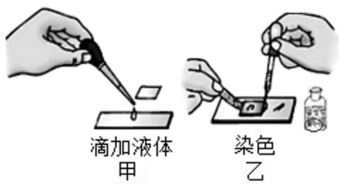 <p>下图表示制作人的口腔上皮细胞临时装片的部分操作步骤，步骤甲和步骤乙中滴加的液体分别是（ ）</p>