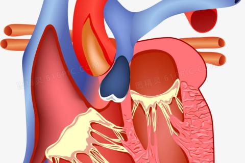 circulatory system