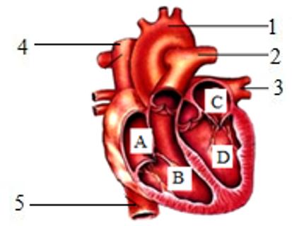 <p>1.观察哺乳动物的心脏结构（如图所示），下列有关叙述错误的是(     )<span data-tex=""> </span></p>