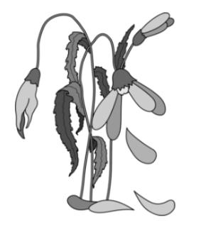 <p>A lack of water can cause plant cells become flaccid.  Which of the following is responsible for plant’s wilted appearance?</p>
