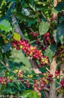 <p>How long does it take for newly planted coffee trees to bear fruit?</p>