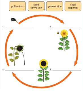 <p>Plant life cycle</p>