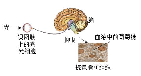 <p>棕色脂肪组织存在于人和哺乳动物体内，可吸收和分解血液中的葡萄糖，降低机体血糖浓度，增加产热。我国科学家发现：光刺激下，视网膜上的感光细胞产生神经冲动并传导至脑，脑会抑制棕色脂肪组织的功能（如图），该现象在夜间人造光源下更明显。光传递到视网膜的过程中，依次经过眼球结构的</p>