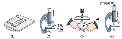 <p>（2023·河南新乡模拟）如图是使用单目显微镜的部分操作步骤，以下说法正确的是（ ）</p>