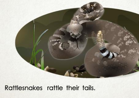 <p>what do rattlesnakes rattle?</p>