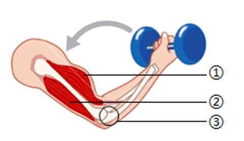 <p>如图表示人体用哑铃增强上臂肌肉力量的锻炼方法，以下叙述正确的是</p>