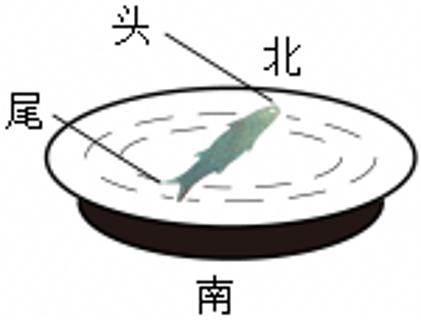 <p>据《武经总要》记载，古人将具有磁性的空心铁鱼放入水中漂浮，制成指南鱼，如图是指南鱼静止时的指向，下列说法错误的是（　　）</p>