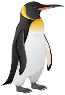 <p>Where does a penguin live?  企鹅住在哪里？</p>