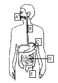 <p>人体消化器官中，吸收营养的主要场所是（▲）</p>