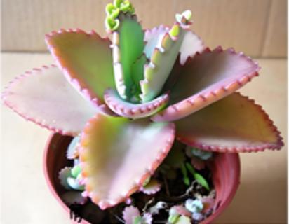 <p><strong>“落地生根”是一种多年生肉质草本植物，叶边缘可长出许多不定芽(如图)。不定芽是指从植物的叶、根等不定位置长出的芽。在合适的环境下，不定芽落地即可长成新植株。下列说法错误的是(　　)</strong></p>