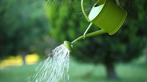 <p>She _____ her plants two days ago. (water)</p>