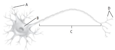 <p>Which structure in the illustration above receives impulses?</p>