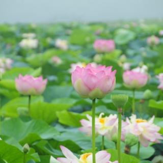 下列加点的字读音不相同的一项是()