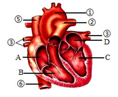 <p>2.如图是心脏的结构图，向这些血管中灌入水，会发生什么现象呢?下列说法中错误的是（       ）<span data-tex=""> </span></p>