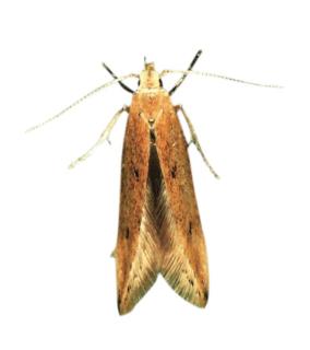 <p>图片中的昆虫是印度谷螟</p>