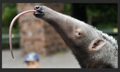 <p>What is the name of this animal?</p>