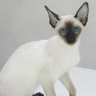 这只猫的品种是（&nbsp; &nbsp; ）。