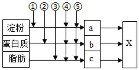 <p>图表示人体的消化和吸收营养物质的过程，①～⑤表示消化液（⑤为肠液）。纵向箭头表示消化液对相应物质的消化作用，a、b、c分别表示淀粉、蛋白质和脂肪的最终消化产物。有关分析正确的是</p>