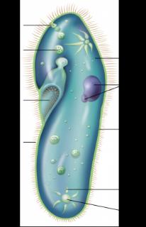 <p>草履虫能够把体内多余的水分与废物收集起来，并排出体外的结构是</p>