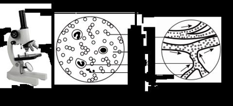 <p>图二是小鱼尾鳍血液流动示意图，关于血管特点的分析错误的是（       ）</p>