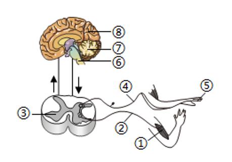<p>小帅迫不及待地拿起热气腾腾的粽子，却被烫得缩了一下手。下列关于该反射说法正确的是</p>