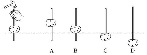 <p>如图所示,将筷子穿入土豆中,用手竖直提着筷子,使土豆和筷子静止在空中,接着用羊角锤多次竖直向下敲击筷子顶端后,下列选项中的情况可能出现的是（）</p>