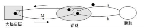 <p>下图为人体大脑皮层控制排尿反射的示意图。下列说法错误的是&#xff08;   &#xff09; </p>